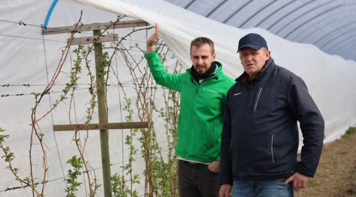 Zabiegi wspierające odporność malin i ich prawidłowy wzrost Radosław Łaźny i Sławomir Kopeć