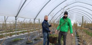 Technologia węglowa w uprawie borówek. Nowe podejście na plantacji doktora Krawca Uprawa borówek w donicach