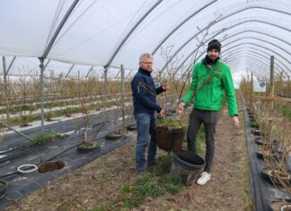 Technologia węglowa w uprawie borówek. Nowe podejście na plantacji doktora Krawca Uprawa borówek w donicach