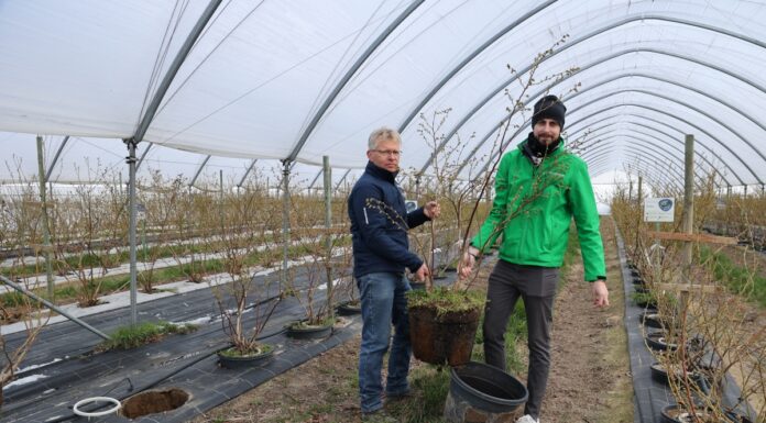 Technologia węglowa w uprawie borówek. Nowe podejście na plantacji doktora Krawca Uprawa borówek w donicach