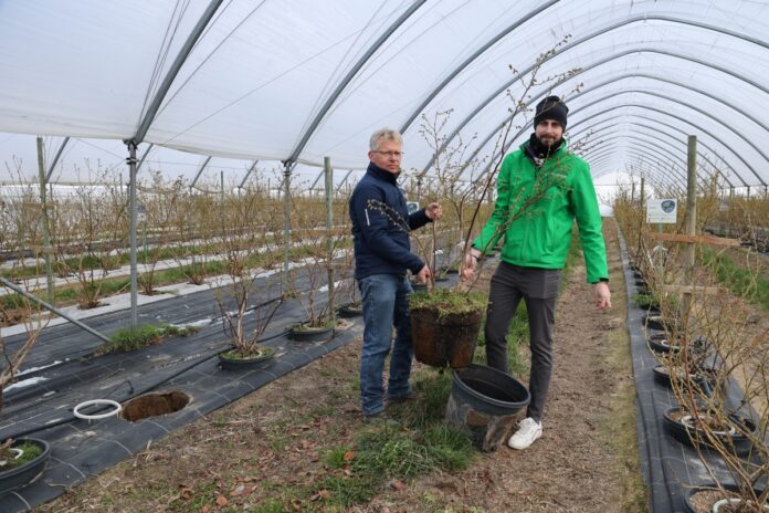 Uprawa borówek w donicach