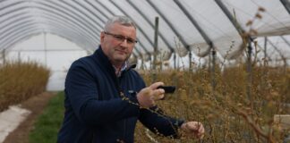 Ukierunkowana ochrona borówki przed chorobami i szkodnikami borówka choroby i szkodniki