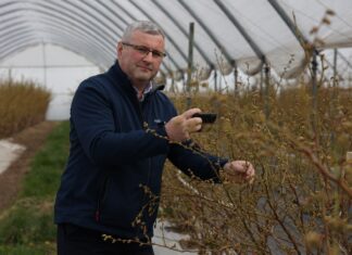 Ukierunkowana ochrona borówki przed chorobami i szkodnikami borówka choroby i szkodniki