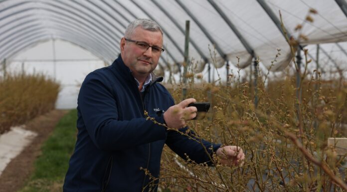 Ukierunkowana ochrona borówki przed chorobami i szkodnikami borówka choroby i szkodniki