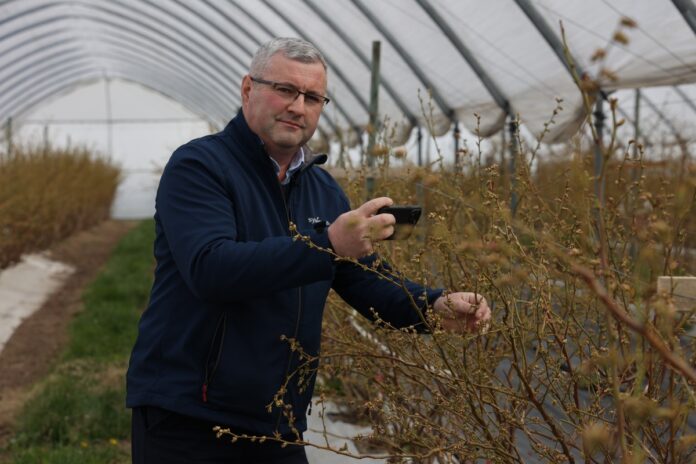 borówka choroby i szkodniki