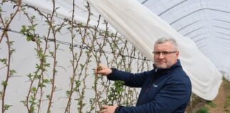 Ochrona malin – ważne okresy i sprawdzone rozwiązania ochrona malina choroby i szkodniki