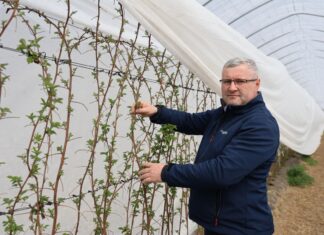 Ochrona malin – ważne okresy i sprawdzone rozwiązania ochrona malina choroby i szkodniki