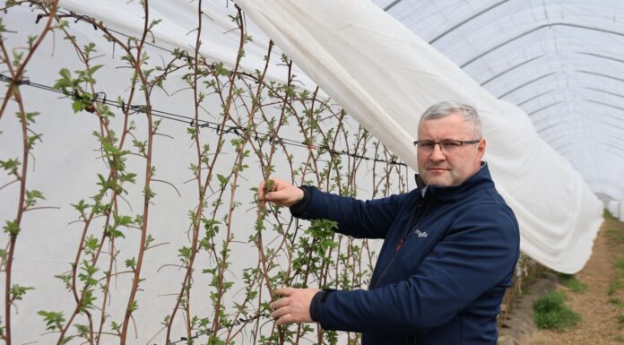 Ochrona malin – ważne okresy i sprawdzone rozwiązania ochrona malina choroby i szkodniki