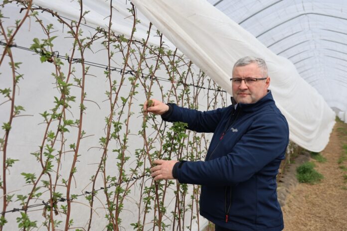 ochrona malina choroby i szkodniki