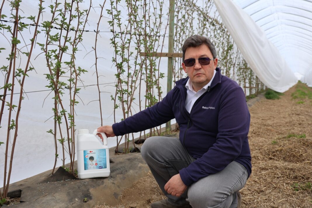 uwaga przymrozek Chemirol nawożenie malin