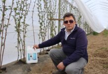 Ochrona przed stresem i poprawa plonów. Zastosowanie Kelpaku i Bakto Profos w uprawie malin, a zapowiadane przymrozki uwaga przymrozek Chemirol nawożenie malin