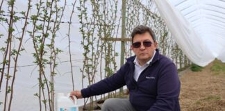 Ochrona przed stresem i poprawa plonów. Zastosowanie Kelpaku i Bakto Profos w uprawie malin, a zapowiadane przymrozki uwaga przymrozek Chemirol nawożenie malin