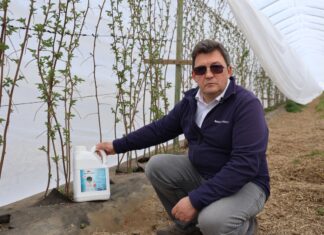 Ochrona przed stresem i poprawa plonów. Zastosowanie Kelpaku i Bakto Profos w uprawie malin, a zapowiadane przymrozki uwaga przymrozek Chemirol nawożenie malin