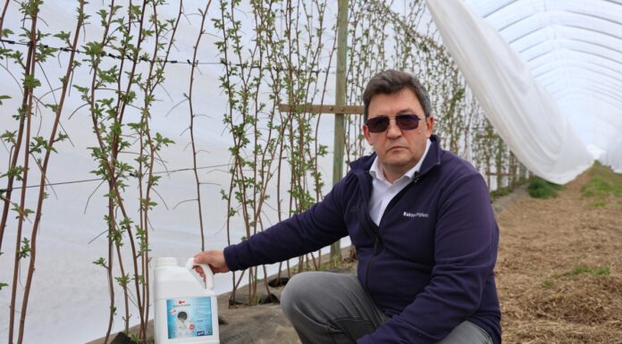 Ochrona przed stresem i poprawa plonów. Zastosowanie Kelpaku i Bakto Profos w uprawie malin, a zapowiadane przymrozki uwaga przymrozek Chemirol nawożenie malin