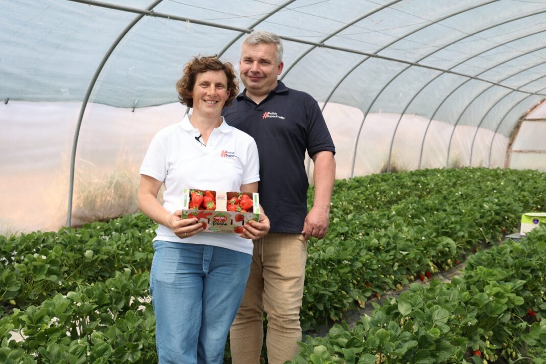 Truskawki od Rolnika