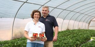 Truskawki od Rolnika: innowacje w uprawie i sprzedaży. Zbiory truskawek w tunelach rozpoczęto Truskawki od Rolnika