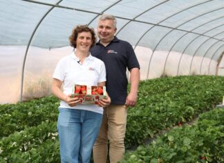 Truskawki od Rolnika: innowacje w uprawie i sprzedaży. Zbiory truskawek w tunelach rozpoczęto Truskawki od Rolnika