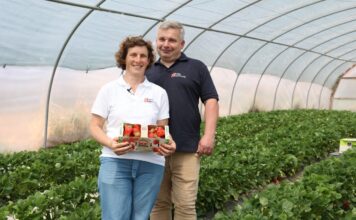 Truskawki od Rolnika: innowacje w uprawie i sprzedaży. Zbiory truskawek w tunelach rozpoczęto Truskawki od Rolnika