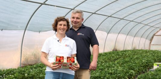 Truskawki od Rolnika