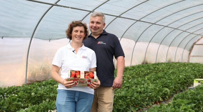 Truskawki od Rolnika: innowacje w uprawie i sprzedaży. Zbiory truskawek w tunelach rozpoczęto Truskawki od Rolnika