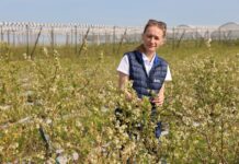 Efektywne nawożenie borówek – kluczowe elementy decydujące o sukcesie uprawowym Efektywne nawożenie borówek