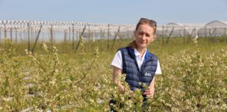 Efektywne nawożenie borówek – kluczowe elementy decydujące o sukcesie uprawowym Efektywne nawożenie borówek