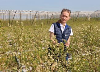 Efektywne nawożenie borówek – kluczowe elementy decydujące o sukcesie uprawowym Efektywne nawożenie borówek
