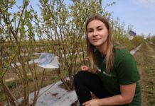 Monitoring i ochrona borówki przed pryszczarkiem borówkowcem zwalczanie pryszczarka borówkowa