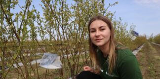 Monitoring i ochrona borówki przed pryszczarkiem borówkowcem zwalczanie pryszczarka borówkowa