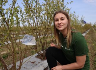 Monitoring i ochrona borówki przed pryszczarkiem borówkowcem zwalczanie pryszczarka borówkowa