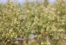 Kwitnienie borówki – newralgiczny moment! Jak wspomóc rośliny i lepsze zawiązanie owoców? kwitnienie borówki - newralgiczny moment dla przyszłego plonu