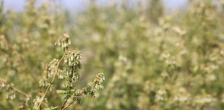 Kwitnienie borówki – newralgiczny moment! Jak wspomóc rośliny i lepsze zawiązanie owoców? kwitnienie borówki - newralgiczny moment dla przyszłego plonu