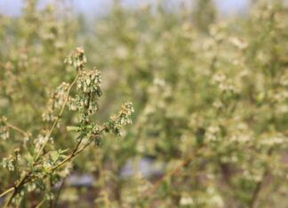 Kwitnienie borówki – newralgiczny moment! Jak wspomóc rośliny i lepsze zawiązanie owoców? kwitnienie borówki - newralgiczny moment dla przyszłego plonu