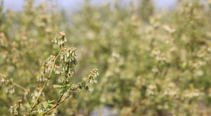 Kwitnienie borówki – newralgiczny moment! Jak wspomóc rośliny i lepsze zawiązanie owoców? kwitnienie borówki - newralgiczny moment dla przyszłego plonu