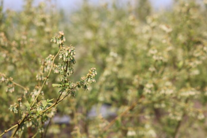 kwitnienie borówki - newralgiczny moment dla przyszłego plonu
