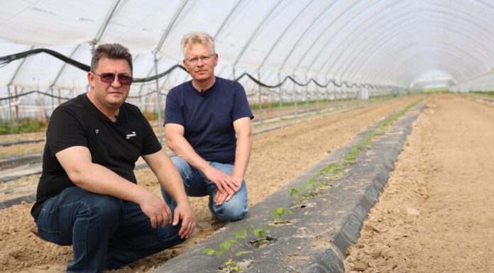 Badania nad mikrobiologicznym preparatem Bakto Profos Badania nad mikrobiologicznym preparatem Bakto Profos