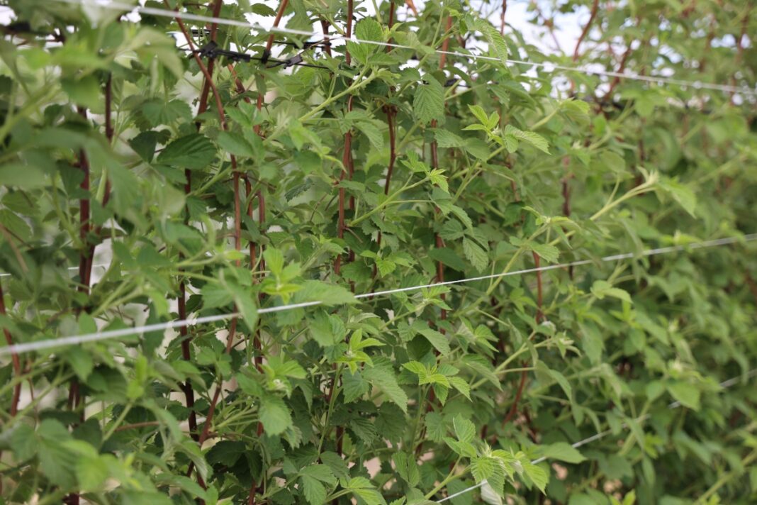 malina przed kwitnieniem kwitnienie malin przymrozki