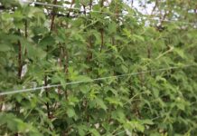 Nawożenie malin w czasie kwitnienia i regeneracja po przymrozkach malina przed kwitnieniem kwitnienie malin przymrozki