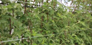 Nawożenie malin w czasie kwitnienia i regeneracja po przymrozkach malina przed kwitnieniem kwitnienie malin przymrozki