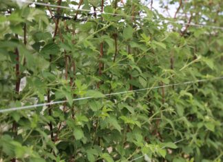 Nawożenie malin w czasie kwitnienia i regeneracja po przymrozkach malina przed kwitnieniem kwitnienie malin przymrozki