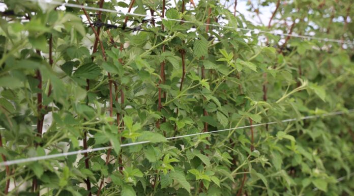 Nawożenie malin w czasie kwitnienia i regeneracja po przymrozkach malina przed kwitnieniem kwitnienie malin przymrozki