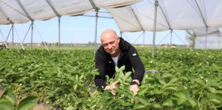 Czas na Polskie Truskawki! W Czerwińsku nad Wisłą rozpoczęły się zbiory w tunelach polskie truskawki z tuneli już dojrzewają