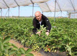 Czas na Polskie Truskawki! W Czerwińsku nad Wisłą rozpoczęły się zbiory w tunelach polskie truskawki z tuneli już dojrzewają