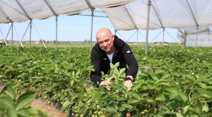 Czas na Polskie Truskawki! W Czerwińsku nad Wisłą rozpoczęły się zbiory w tunelach polskie truskawki z tuneli już dojrzewają