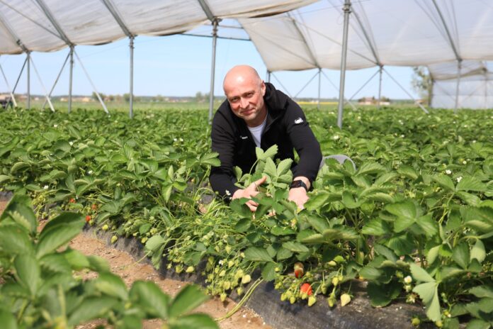 polskie truskawki z tuneli już dojrzewają