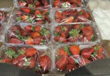 Truskawki na Broniszach pod lupą IJHARS ceny truskawek