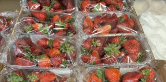 Truskawki na Broniszach pod lupą IJHARS ceny truskawek