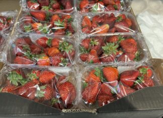 Truskawki na Broniszach pod lupą IJHARS ceny truskawek