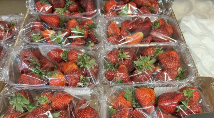 Truskawki na Broniszach pod lupą IJHARS ceny truskawek