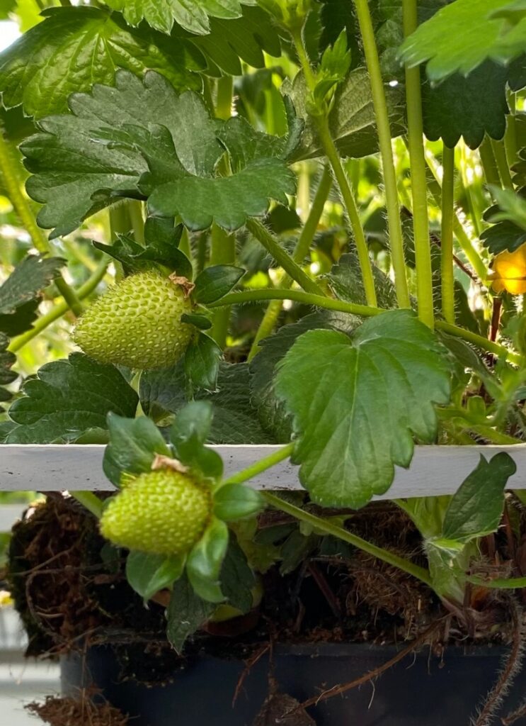 wyższe temperatury w tunelach możnemu utrzymywać do momentu pojawienia się 1 cm owoców.